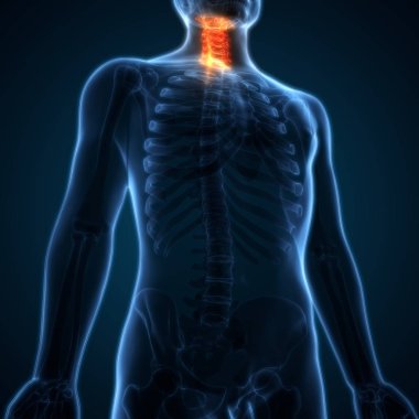 İnsan iskelet sistemi omurgası boyun omuru anatomisi. 3D - Görüntü