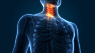 İnsan iskelet sistemi omurgası boyun omuru anatomisi. 3D - Görüntü