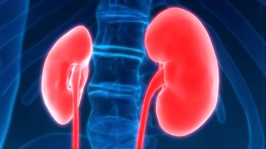 İdrar torbası anatomisi olan insan böbrekleri. 3D - Görüntü
