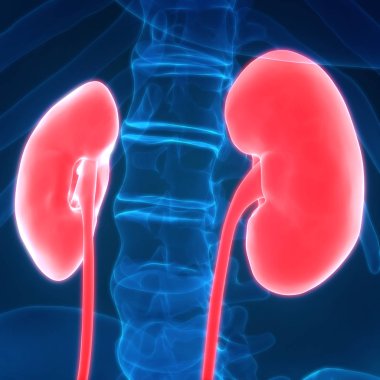 İdrar torbası anatomisi olan insan böbrekleri. 3D - Görüntü