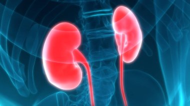 İdrar torbası anatomisi olan insan böbrekleri. 3D - Görüntü