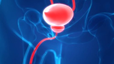 İdrar torbası anatomisi olan insan böbrekleri. 3D - Görüntü