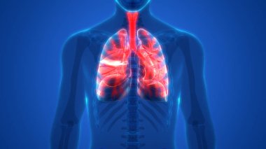 İnsan Solunum Sistemi Akciğerleri Anatomisi. Üç Boyut