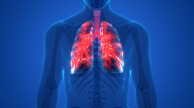 İnsan Solunum Sistemi Akciğerleri Anatomisi. Üç Boyut