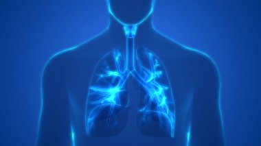 İnsan Solunum Sistemi Akciğerleri Anatomisi. Üç Boyut