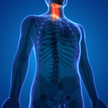İnsan iskelet sistemi omurgası boyun omuru anatomisi. 3D - Görüntü