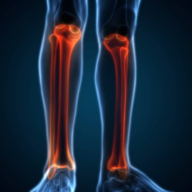 İnsan Vücut Kemiği Eklem Ağrısı (ayak eklemleri ve kemikler). 3D - Görüntü