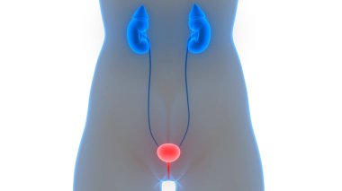 İdrar torbası anatomisi olan insan böbrekleri. 3D - Görüntü