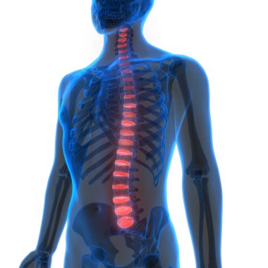 İnsan Vücut Kemiği Ağrısı (Omurga Kordonu). 3D - Görüntü
