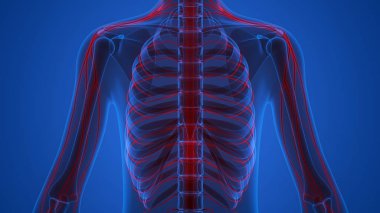 İnsan Vücut Kemiği Eklem Ağrısı Anatomi (Kaburga). 3D - Görüntü