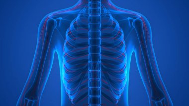 İnsan Vücut Kemiği Eklem Ağrısı Anatomi (Kaburga). 3D - Görüntü