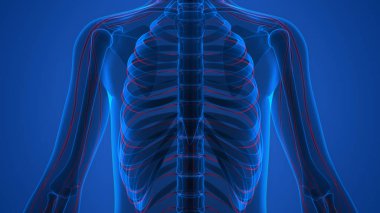 İnsan Vücut Kemiği Eklem Ağrısı Anatomi (Kaburga). 3D - Görüntü