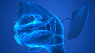 İnsan Sindirim Sistemi (Ağız Anatomisi). 3D - Görüntü