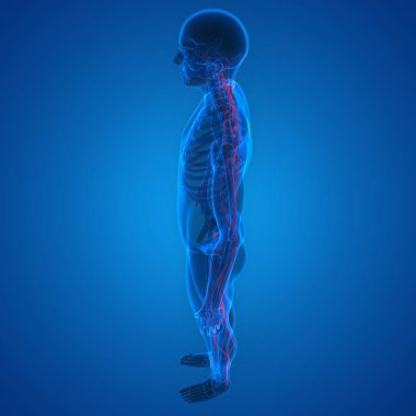 Sinir sistemi anatomisi olan insan iskeleti. 3D - Görüntü