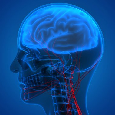İnsan Beyni Anatomisi - İllüstrasyon