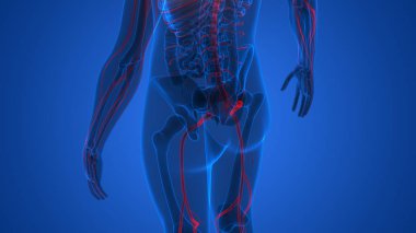 Sinir sistemi anatomisi olan insan iskeleti. 3D - Görüntü
