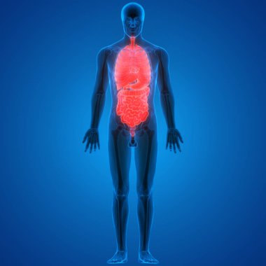 İnsan Sindirim Sistemi Anatomisi (İnce Bağırsaklı Mide). 3D - Görüntü
