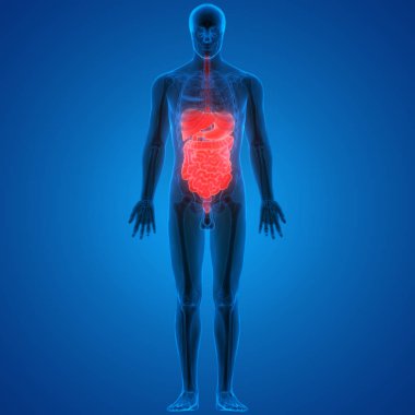 İnsan Sindirim Sistemi Anatomisi (İnce Bağırsaklı Mide). 3D - Görüntü