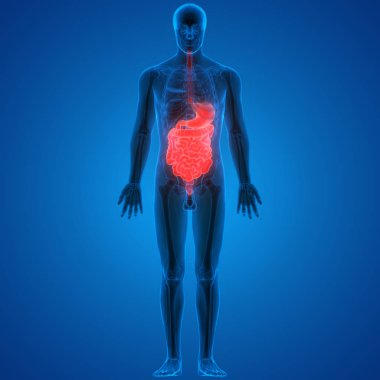İnsan Sindirim Sistemi Anatomisi (İnce Bağırsaklı Mide). 3D - Görüntü