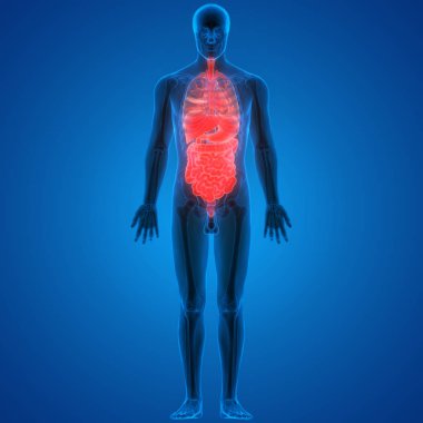 İnsan Sindirim Sistemi Anatomisi (İnce Bağırsaklı Mide). 3D - Görüntü