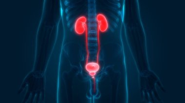 İnsan İdrar Sistemi Böbrekleri Anatomisi. Üç Boyut
