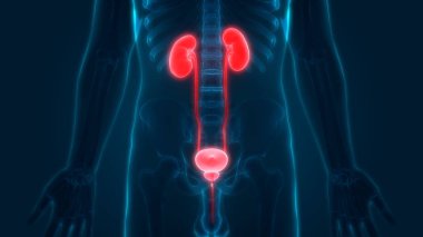 İnsan İdrar Sistemi Böbrekleri Anatomisi. Üç Boyut