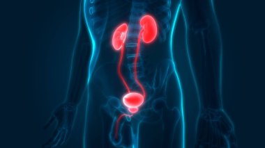 İnsan İdrar Sistemi Böbrekleri Anatomisi. Üç Boyut