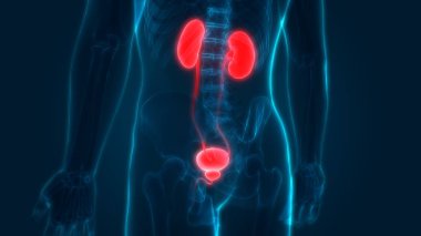 İnsan İdrar Sistemi Böbrekleri Anatomisi. Üç Boyut