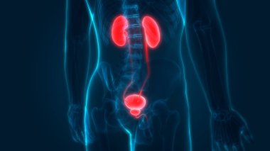 İnsan İdrar Sistemi Böbrekleri Anatomisi. Üç Boyut