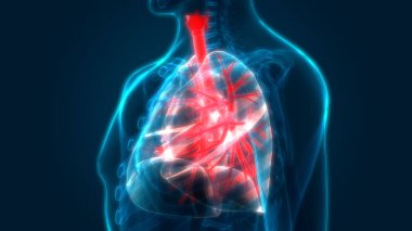 İnsan Solunum Sistemi Akciğerleri Anatomisi. Üç Boyut