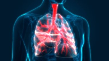 İnsan Solunum Sistemi Akciğerleri Anatomisi. Üç Boyut