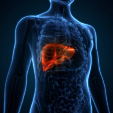 İnsan İç Sindirim Organı Anatomisi. Üç Boyut