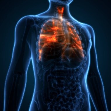 İnsan Solunum Sistemi Akciğerleri Anatomisi. Üç Boyut
