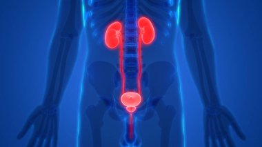 İnsan İdrar Sistemi Böbrekleri Anatomisi. Üç Boyut