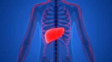 İnsan İç Sindirim Organı Anatomisi. Üç Boyut