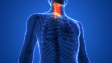 İnsan iskelet sistemi omurgası boyun omuru anatomisi. 3D - Görüntü