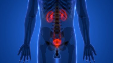 İnsan İdrar Sistemi Böbrekleri Anatomisi. Üç Boyut