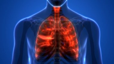 İnsan Solunum Sistemi Akciğerleri Anatomisi. Üç Boyut