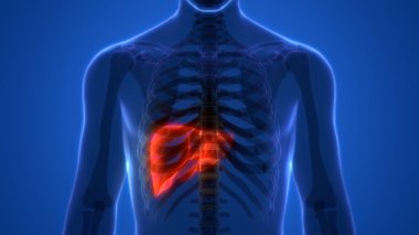 İnsan İç Sindirim Organı Anatomisi. Üç Boyut
