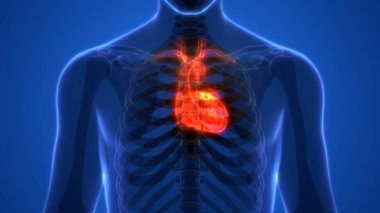 İnsan Kalbi Anatomisi. 3D - Görüntü