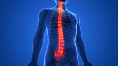İnsan iskeleti anatomisinin omurgası. 3D - Görüntü