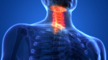 İnsan iskelet sistemi omurgası boyun omuru anatomisi. 3D - Görüntü