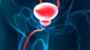 İdrar torbası anatomisi olan insan böbrekleri. 3D - Görüntü