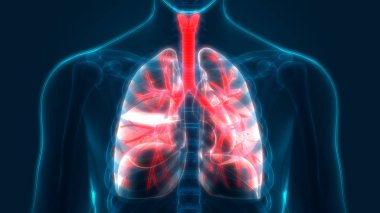 İnsan Solunum Sistemi Akciğerleri Anatomisi. Üç Boyut