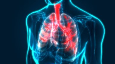 İnsan Solunum Sistemi Akciğerleri Anatomisi. Üç Boyut