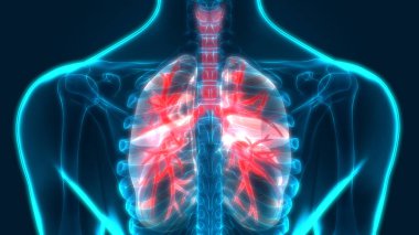 İnsan Solunum Sistemi Akciğerleri Anatomisi. Üç Boyut