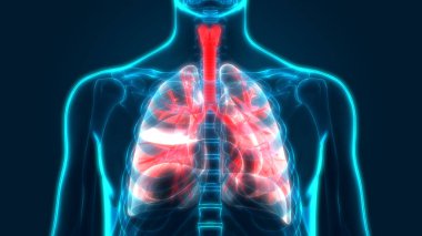 İnsan Solunum Sistemi Akciğerleri Anatomisi. Üç Boyut