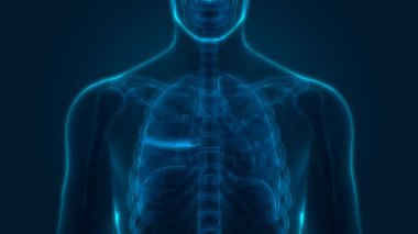 İnsan Solunum Sistemi Akciğerleri Anatomisi. Üç Boyut