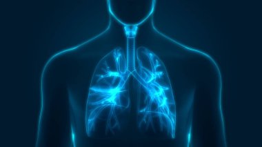 İnsan Solunum Sistemi Akciğerleri Anatomisi. Üç Boyut