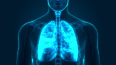 İnsan Solunum Sistemi Akciğerleri Anatomisi. Üç Boyut